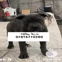 خرید فروش بهترین کیفیت از سگ در مهر در گروه سگ و گربه در یکمیوه