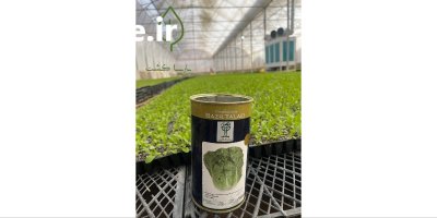 فروش نشا کاهو کلم انواع ارقام در اصفهان در گروه خرید و فروش نشا در یکمیوه -عکس1