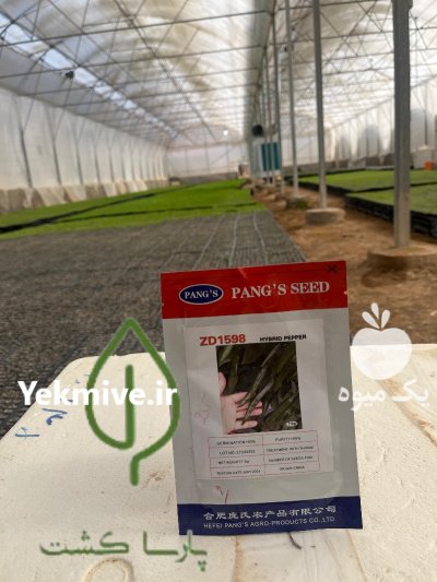 فروش نشا کاهو کلم انواع ارقام در اصفهان در گروه خرید و فروش نشا در یکمیوه -عکس3