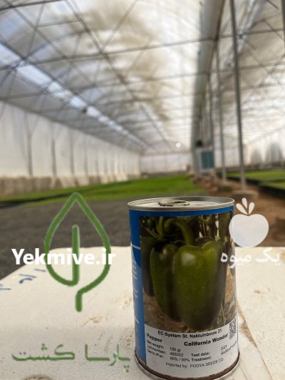 فروش نشا کاهو کلم انواع ارقام در اصفهان در گروه خرید و فروش نشا در یکمیوه -عکس4