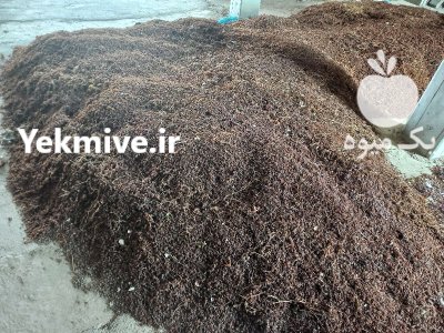 سبزه انگور ازوم یمیشی در باروق در گروه خرید و فروش انگور در یکمیوه -عکس1