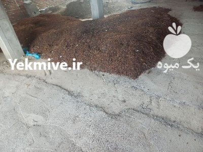 سبزه انگور ازوم یمیشی در باروق در گروه خرید و فروش انگور در یکمیوه -عکس4