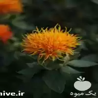 قیمت خرید رنگ خوراکی طبیعی کارتاموس در اراک در گروه انواع آبمیوه ها و آبگیری ها در یکمیوه