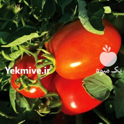 بذر گوجه فرنگی پرفروش پارس بذر در بوشهر در گروه خرید و فروش بذر گوجه در یکمیوه -عکس2