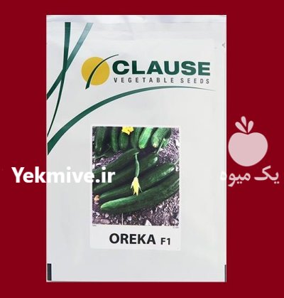 بذر خیار OREKA F 1 کلوز فرانسه در بوشهر در گروه خرید و فروش بذر خیار در یکمیوه -عکس1