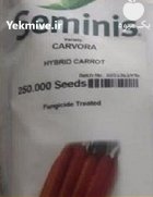 بذر هویج کارورا در بادرود در گروه خرید و فروش بذر هویج در یکمیوه