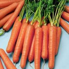 خرید بذر هویج نانتس در بهارستان در گروه خرید و فروش بذر هویج در یکمیوه