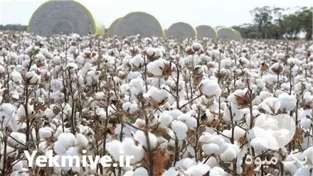 فروش پنبه دانه داراب در فارس در گروه خرید و فروش گیاهان صنعتی در یکمیوه -عکس1
