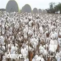 فروش پنبه دانه داراب در فارس در گروه خرید و فروش گیاهان صنعتی در یکمیوه