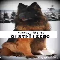 فروش بهترین کیفیت از سگ ژرمن در تهران در گروه سگ و گربه در یکمیوه
