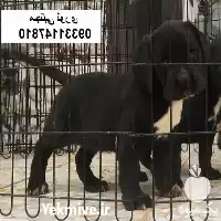 خرید و فروش توله سگ کن در تهران در گروه سگ و گربه در یکمیوه