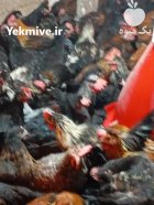 فروش مرغ و خروس محلی اصل در شیراز در گروه مرغ و خروس و بوقلمون و اردک قو قاز در یکمیوه