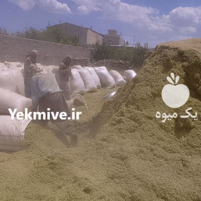 یونجه خورد کیسه شده خشک در ساری در گروه خوراک دام و طیور در یکمیوه -عکس1