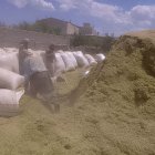 یونجه خورد کیسه شده خشک در ساری در گروه خوراک دام و طیور در یکمیوه