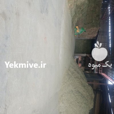 یونجه خورد درجه یک کیسه شده در آمل در گروه خوراک دام و طیور در یکمیوه -عکس3