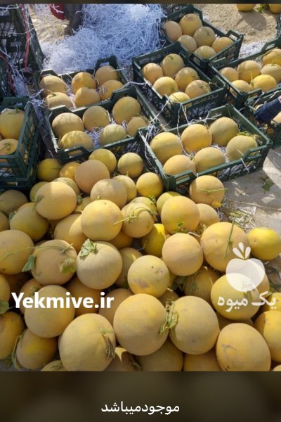 خرید فروش محصولات صیفی جات در شیراز در گروه خرید و فروش محصولات صیفی در یکمیوه -عکس2