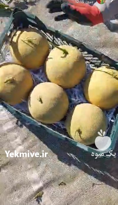 خرید فروش محصولات صیفی جات در شیراز در گروه خرید و فروش محصولات صیفی در یکمیوه -عکس3