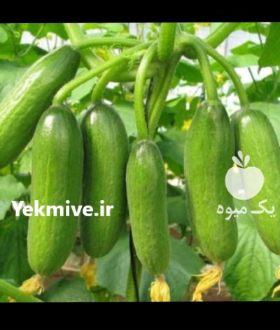 تامین کننده محصولات کشاورزی در دزفول در گروه خرید و فروش سبزی های برگی در یکمیوه -عکس1