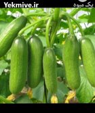 تامین کننده محصولات کشاورزی در دزفول در گروه خرید و فروش سبزی های برگی در یکمیوه