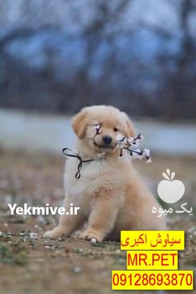 سگ گلدن رتریور دارچینی پوزهکوتاه نژاد در تهران در گروه سگ و گربه در یکمیوه -عکس1