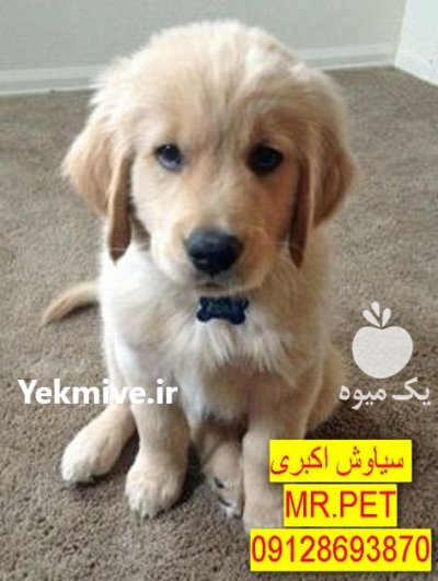 سگ گلدن رتریور دارچینی پوزهکوتاه نژاد در تهران در گروه سگ و گربه در یکمیوه -عکس2