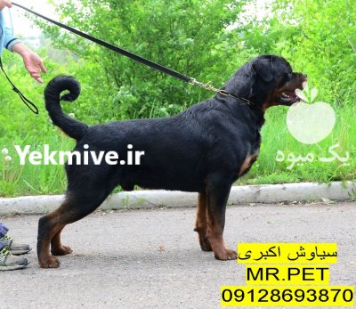 سگ و گربه نگهبان در تهران در گروه سگ و گربه در یکمیوه -عکس1