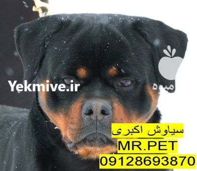 سگ و گربه نگهبان در تهران در گروه سگ و گربه در یکمیوه -عکس3