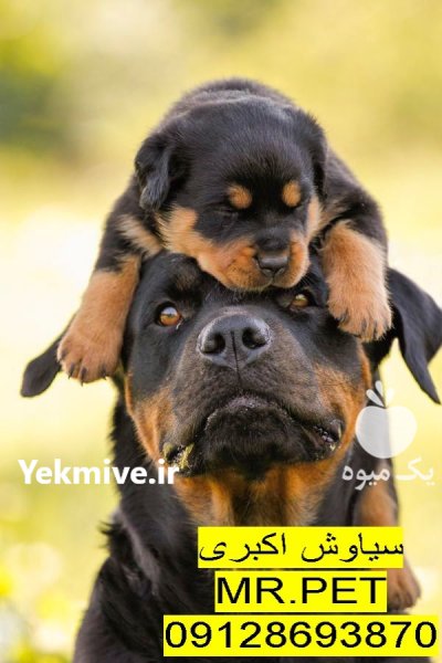 سگ و گربه نگهبان در تهران در گروه سگ و گربه در یکمیوه -عکس2