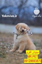 سگ گلدن رتریور دارچینی پوزهکوتاه نژاد در تهران در گروه سگ و گربه در یکمیوه