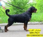 سگ و گربه نگهبان در تهران در گروه سگ و گربه در یکمیوه