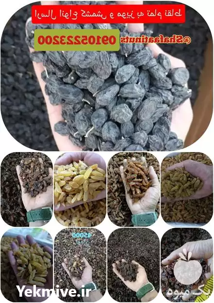 قیمت خرید کشمش مویز خوراکی در خلیل آباد در گروه خرید و فروش آجیل در یکمیوه -عکس1