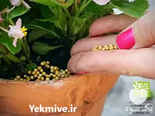 قیمت خرید کودهای شیمیایی در تهران در گروه خرید و فروش انواع کود کشاورزی در یکمیوه -عکس1