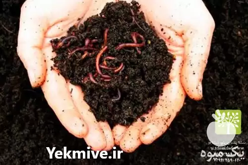 قیمت خرید کرم خاکی گونه کالیفرنیای ی در تهران در گروه خرید و فروش کود کمپوست در یکمیوه -عکس1