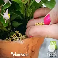 قیمت خرید کودهای شیمیایی در تهران در گروه خرید و فروش انواع کود کشاورزی در یکمیوه