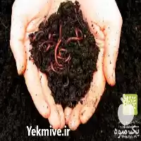 قیمت خرید کرم خاکی گونه کالیفرنیای ی در تهران در گروه خرید و فروش کود کمپوست در یکمیوه
