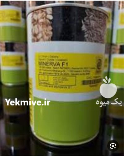 بذر پیاز سایروس در عنبرآباد در گروه خرید و فروش بذر پیاز در یکمیوه -عکس1