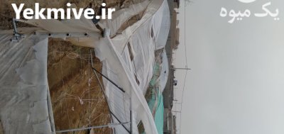سازه گلخانه دست دوم در رضویه در گروه خرید و فروش سوله و سازه گلخانه در یکمیوه -عکس1