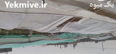 سازه گلخانه دست دوم در رضویه در گروه خرید و فروش سوله و سازه گلخانه در یکمیوه -عکس2