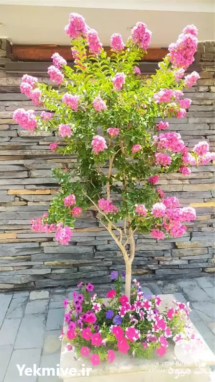 کلیه خدمات باغبانی و گل کاری در تهران در گروه خدمات باغبانی در یکمیوه -عکس1