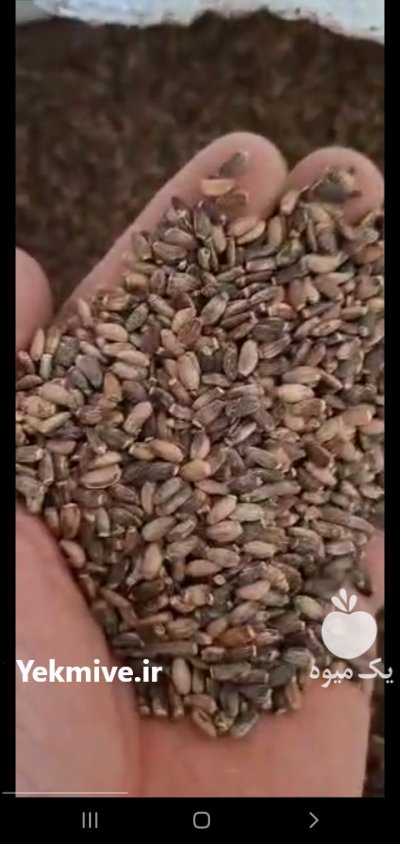 فروش خار مریم در اصفهان در گروه خرید و فروش گیاهان دارویی در یکمیوه -عکس1