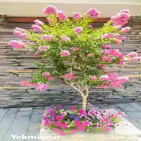 کلیه خدمات باغبانی و گل کاری در تهران در گروه خدمات باغبانی در یکمیوه