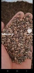 فروش خار مریم در اصفهان در گروه خرید و فروش گیاهان دارویی در یکمیوه