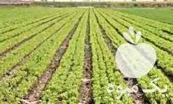 قیمت خرید کود برای بهبود زراعت در تهران در گروه خرید و فروش انواع کود کشاورزی در یکمیوه -عکس1