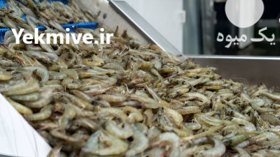 سیستم شستشوی میگو و ماهی در اصفهان در گروه خرید و فروش تجهیزات ماهی در یکمیوه -عکس2