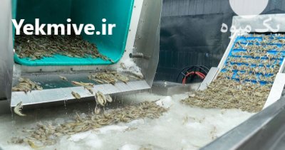 سیستم شستشوی میگو و ماهی در اصفهان در گروه خرید و فروش تجهیزات ماهی در یکمیوه -عکس3