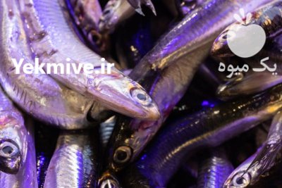 دستگاه خشک کن ماهی متوتا آنچوی در اصفهان در گروه خشک کن در یکمیوه -عکس2