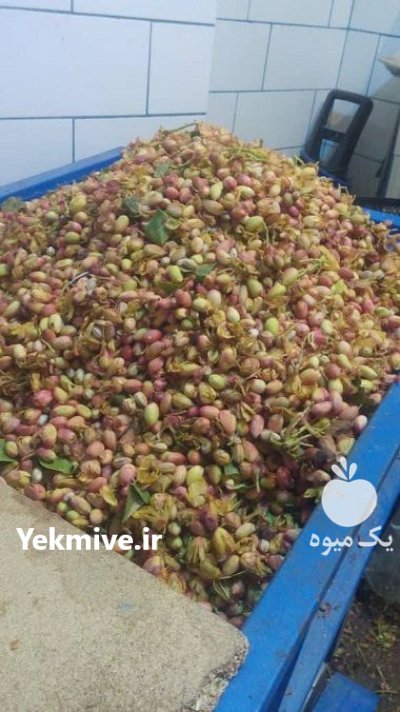 قیمت دستگاه گردو بادام شکن در اردکان در گروه خرید و فروش بادام در یکمیوه -عکس4