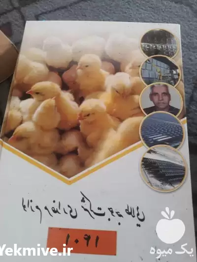 قیمت خرید تولید تجهیزات مرغداری در تهران در گروه تجهیزات مرغداری در یکمیوه -عکس1