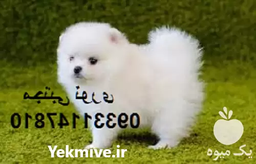 فروش خرید بهترین سگ خانگی در کرج در گروه سگ و گربه در یکمیوه -عکس1