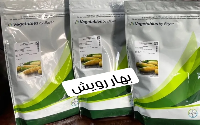 بذر ذرت شیرین مسنجر در کازرون در گروه خرید و فروش بذر ذرت در یکمیوه